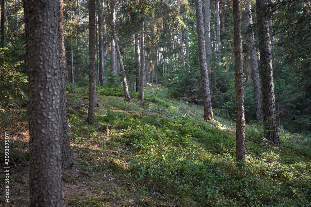 Fototapeta premium Sunlight filters through a dense forest canopy onto a lush undergrowth of green plants