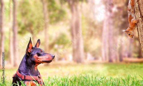 Принти на полотні Miniature Pinscher dog attentively watching a red squirrel on a tree in a green park