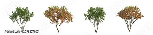 Photos Poplar Tree Set with Three Green Populus Tomentosa Trees on Transparent Backgrou