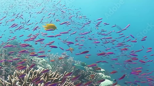 Swim among dazzling coral reefs in Fiji as vibrant fish swirl around. The beauty of this underwater paradise captivates with every glance, showcasing nature's wonders and marine life in harmony.