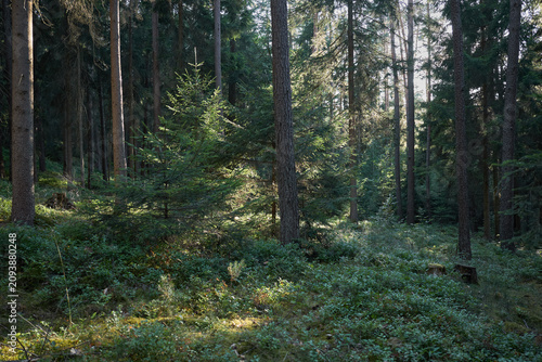 Sunlight filters through a dense forest canopy onto a lush undergrowth of green plants