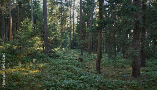 Sunlight filters through a dense evergreen forest floor covered in lush undergrowth