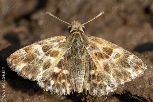 Obraz na płótnie butterfly on the ground