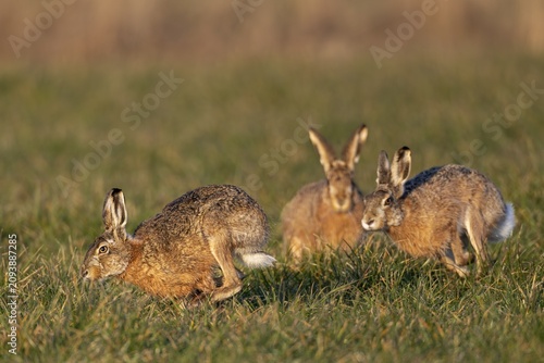 In a wild chase, the bucks circle the female hare (Lepus europaeus), which is watching the hare's activity, mating season, morning light, rutting season, spring, Germany