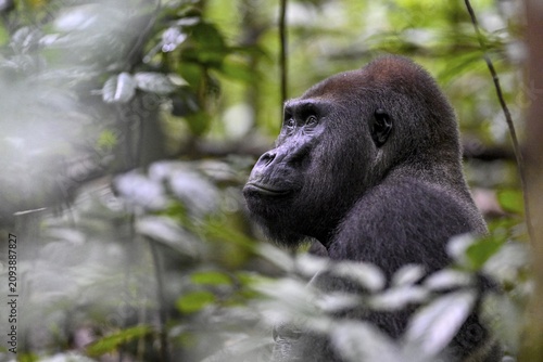 Western lowland gorilla (Gorilla gorilla gorilla), male, silverback, Baï-Hokou, Dzanga-Ndoki National Park, Unesco World Heritage Site, Dzanga-Sangha Complex of Protected Areas (DSPAC), Sangha-Mbaéré Prefecture, Central African Republic
