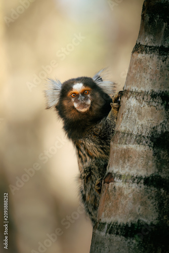 Common marmoset, callithrix jacchus, peeking around a tree trunk, showing curiosity and observing its natural environment in a wildlife setting