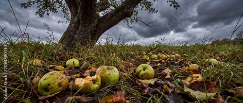 Fallen green apples scattered beneath an ancient tree in a meadow during a moody autumn day with overcast skies and dried leaves covering the damp earth ground with low angle perspective