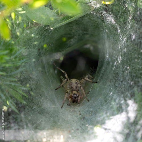 Canvas Print spider on a web