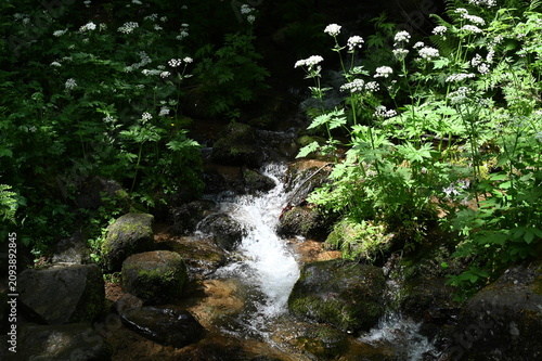 Photography Kleiner Bach in den Vogesen