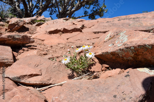 flowers in Red Rock