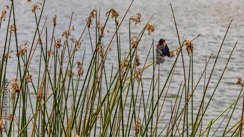 Fotografie Red Wing Blackbird Sitting in Bulrush