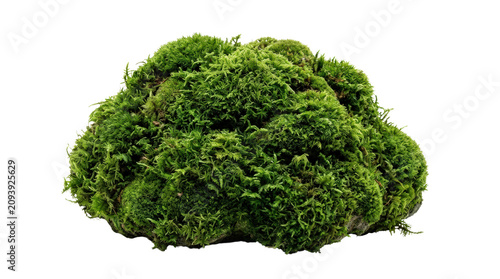 Lush green moss texture isolated on white background 4.