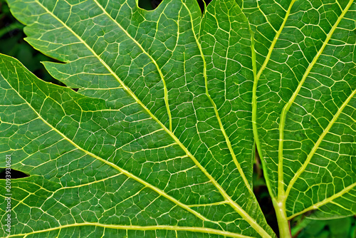 green leaf texture