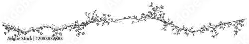 Ivy vine with leaves growing in wavy horizontal line hand drawn sketch style