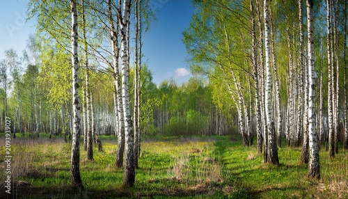 Spring In The Birch Grove