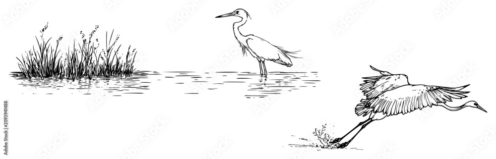 Fototapeta premium Herons in a wetland lake with water reeds in hand drawn sketch style
