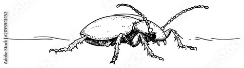 Canvastavla Beetle insect crawling on ground hand drawn vector sketch