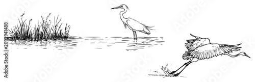 Herons in a wetland lake with water reeds in hand drawn sketch style