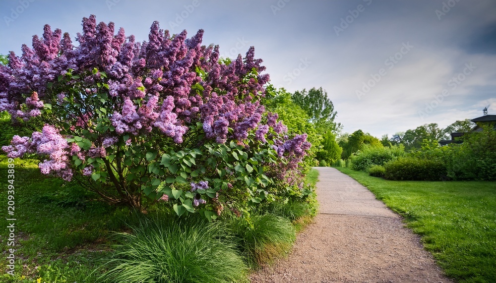 Obraz premium Unshaped Shrub With Violet Blossoms Nearby Path Wild Lilac Plant With Dense Green Foliage By Walkway Naturally Grown Lilac Shrub Displaying Vibrant Clusters Surrounding Footpath
