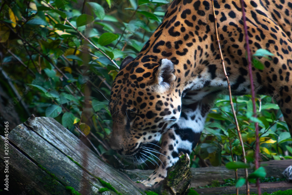 Fototapeta premium jaguar in the zoo