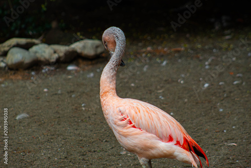 Fotografie Chilean Flamingo (Phoenicopterus chilensis) - closely related to american flamin