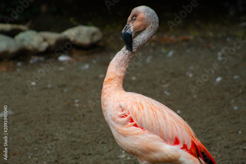 Obraz na płótnie Chilean Flamingo (Phoenicopterus chilensis) - closely related to american flamin