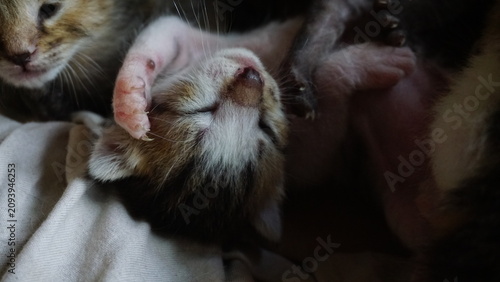 Cuadro en lienzo The gray kitten woke up from its sleep when it was only a few days old