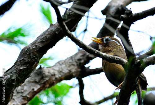 Fotografija 初夏の木々の中で上を見上げて鳴くガビチョウ（野生動物・自然・鳥類）