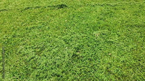 Freshly mowed green lawn 