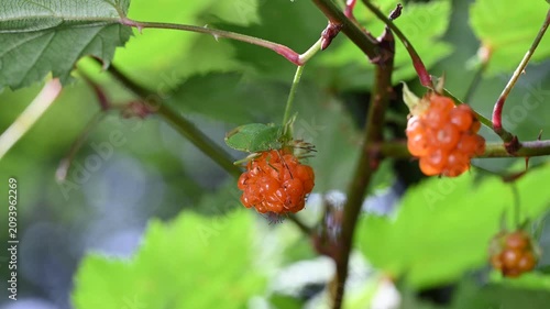 熟したキイチゴの実に止まる緑色のカメムシ（農業害虫・自然の生態）