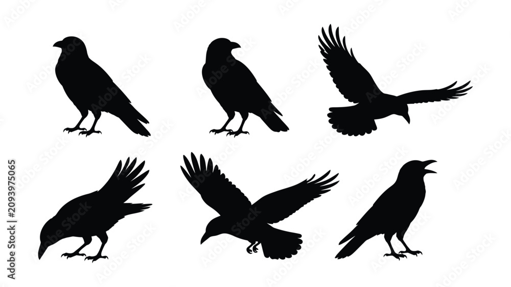 Fototapeta premium Set of black raven silhouettes in various dynamic poses isolated on a white background with perching landing wings