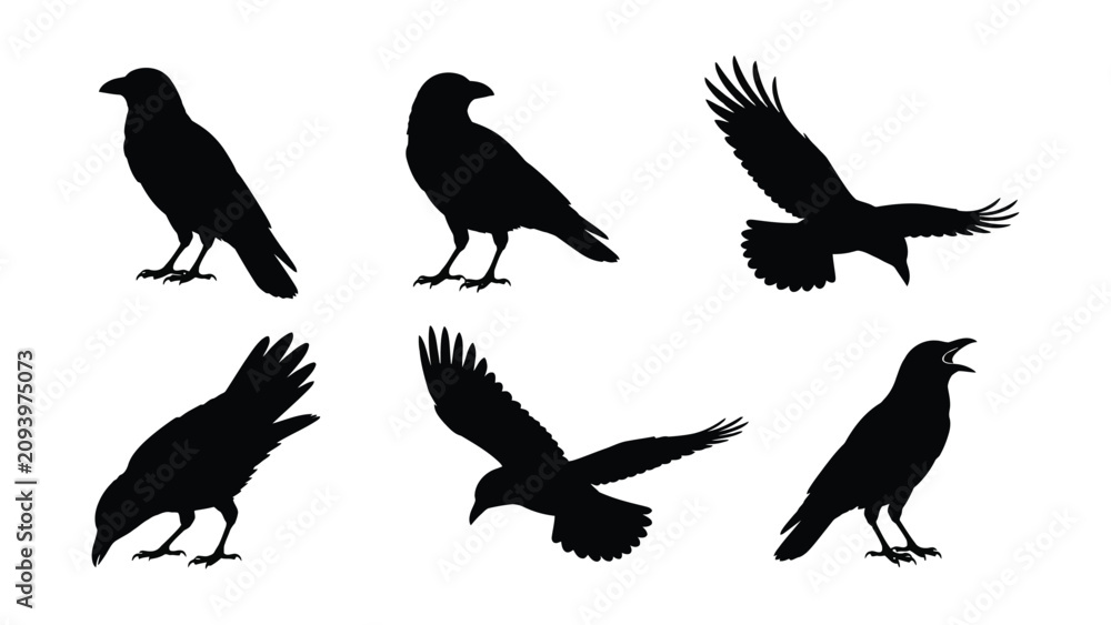 Obraz premium Set of various black crow silhouettes in different flying with set against clean white background