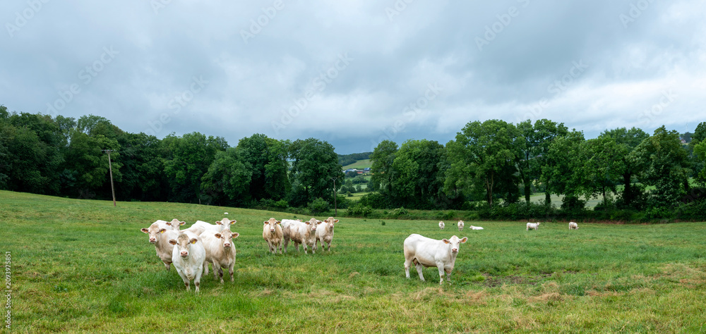 Fototapeta premium white cows in french countryside of thierache in the north