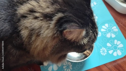 a brown cat is eating cat food