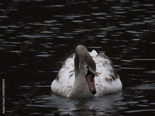 Canvastavla Young mute swan swimming on dark rippled water in a serene lake setting