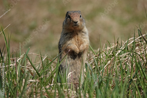 A Columbia ground squirrel is shown standing at attention, among grass and next to its burrow, during the day in Canada.