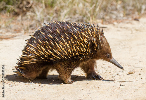 Close up of  an Australian Short-beaked Echidna