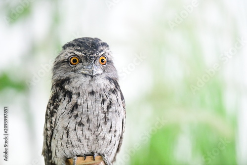 фотографія A close up portrait of a tawny frogmouth owl perched on a wooden branch