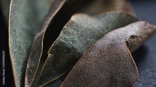 Dried blueberry leaf smooth surface close up