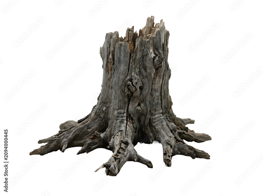 Fototapeta premium Old weathered tree stump isolated on transparent background