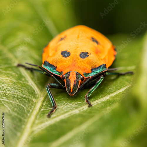 Tectocoris diophthalmus, commonly known as the Hibiscus Harlequin Bug or Cotton Harlequin Bug.