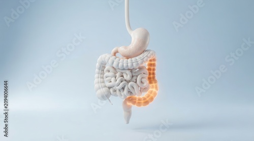 Anatomy of the digestive system with a highlighted large intestine representing IBS and functional gut disorder.
