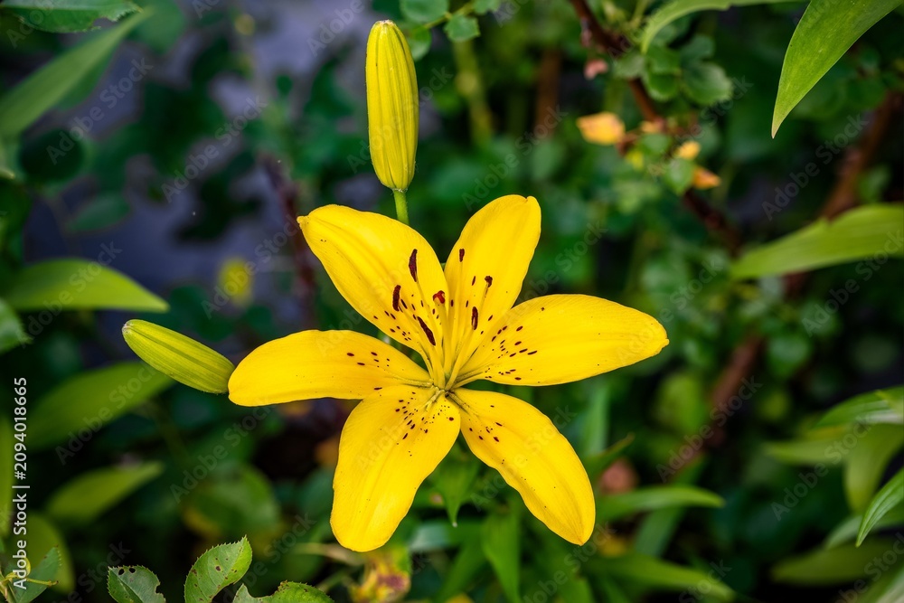 Fototapeta premium Asiatic Lily