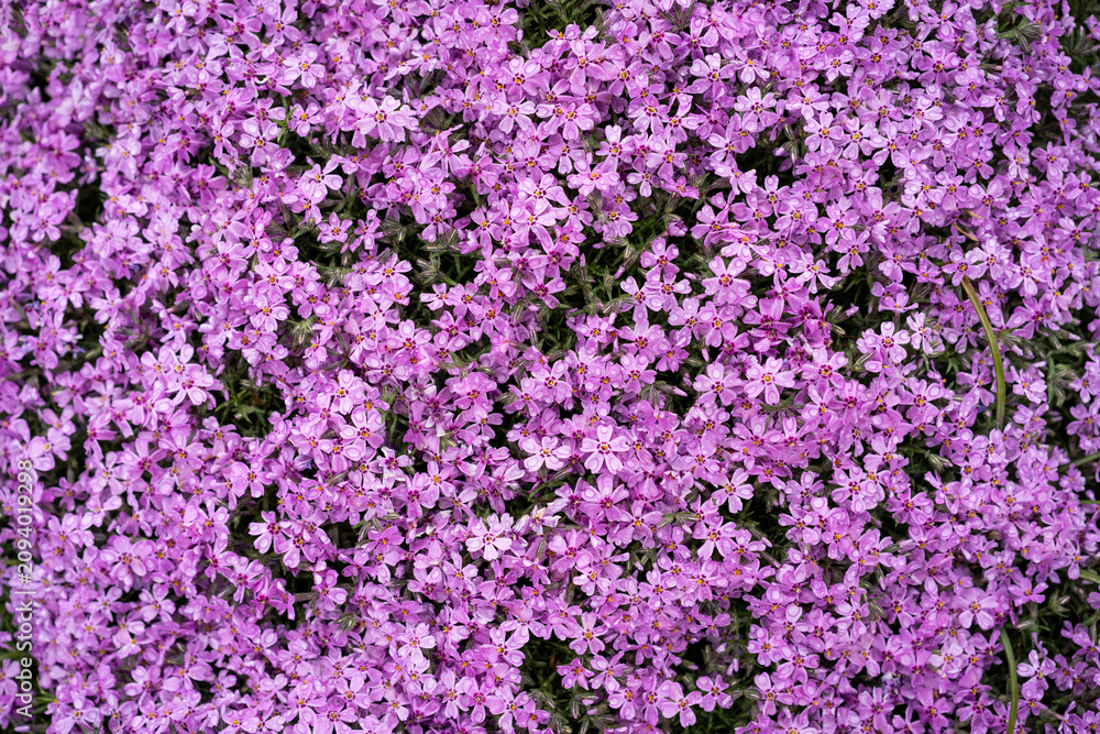 Fototapeta premium Blooming creeping phlox, Phlox subulata, growing in a spring garden. Colorful ground cover perennial with delicate flowers, perfect for rock gardens, landscaping