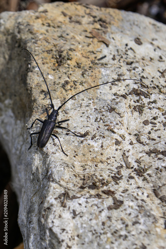 Foto barbel beetle on a rock in the wild