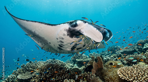 Fotografie Close up of Manta Ray (Manta alfredi) swimming on a cleaning station to get rid of parasites by cleaning wrasses, Raja Ampat, Indonesia