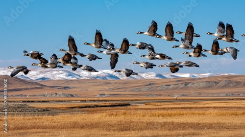 Flock of Geese in Migration: A majestic flock of Canada geese soar through a clear blue sky over a vast, arid landscape with snow-capped mountains in the distance, signifying their annual migration.