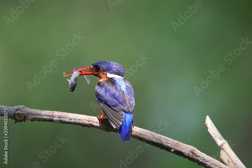 Canvas Print The blue-eared kingfisher (Alcedo meninting meninting ) is found in Asia, ranging across the Indian subcontinent and Southeast Asia