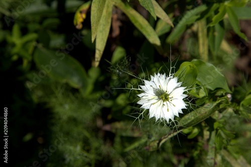 Fotografie Close-up of a white love-in-a-mist flower blooming within lacy green bracts against a lush garden backdrop