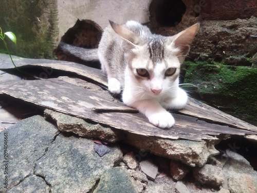 Photography cat in the garden
